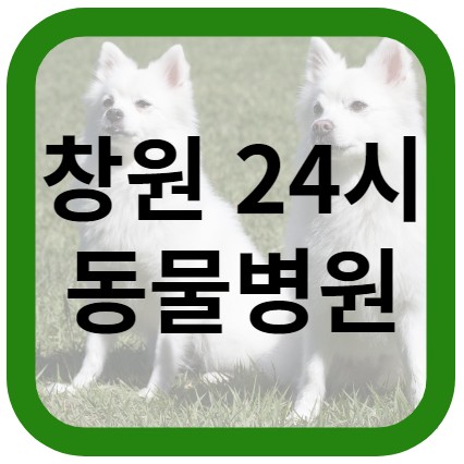 창원 24시 동물병원